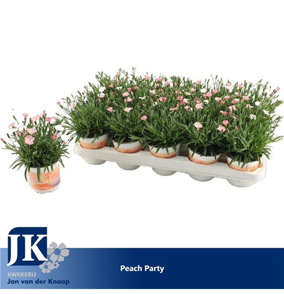 Dianthus diantica peach party Peach Party1 pp 20cm 10.5cm Q1525
