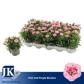 Dianthus oscar pink and purple Pink Purple Bicolor1 pp 15cm 10.5cm Q1528