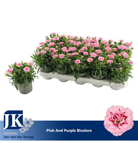 Dianthus oscar pink and purple Pink Purple Bicolor1 pp 15cm 10.5cm Q1528