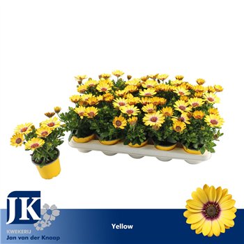 Osteospermum sunny asti geel TST 22cm 10.5cm Q3615