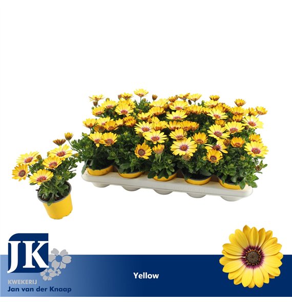 Osteospermum sunny asti geel TST 22cm 10.5cm Q3615