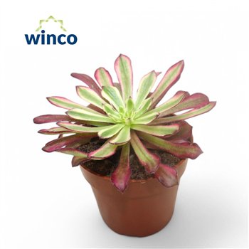 Aeonium Mardi Grass1 pp 15cm 8.5cm Q66