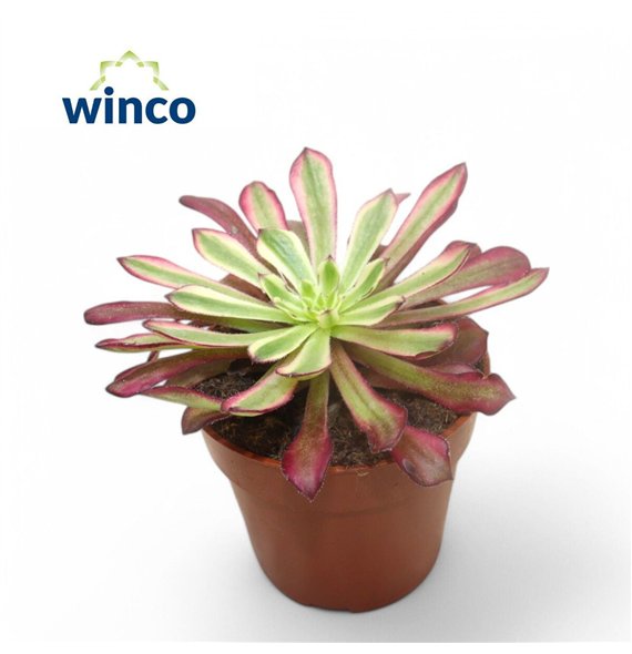 Aeonium Mardi Grass1 pp 15cm 8.5cm Q66