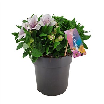 Alstroemeria inticancha moon Inticancha Moon p21 45cm 21cm Q2183