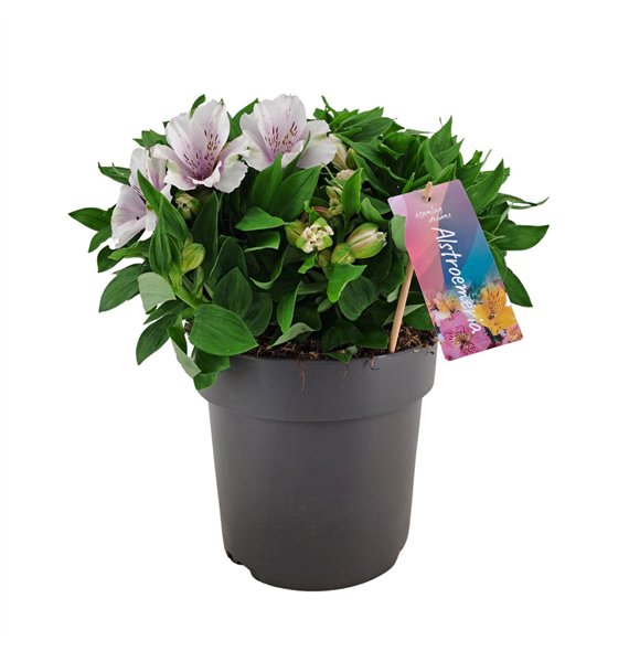 Alstroemeria inticancha moon Inticancha Moon p21 45cm 21cm Q2183