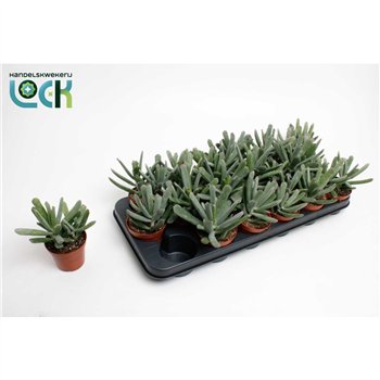 Cotyledon octopus Octopus1 pp 15cm 8.5cm Q4189