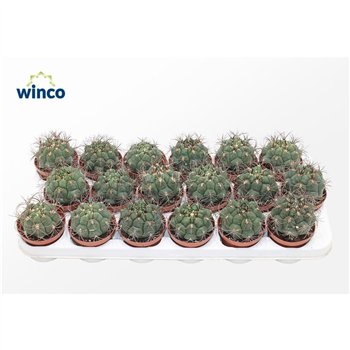 Gymnocalycium saglionis Saglyonis 16cm 8.5cm Q4191