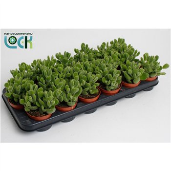 Cotyledon ladysmithiensis Ladismithiensis 15cm 8.5cm Q4193
