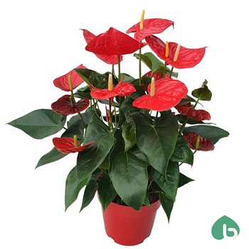 Anthurium andr  oklahoma Red Big Flowers Oklahoma 8 fl 85cm 24cm Q432