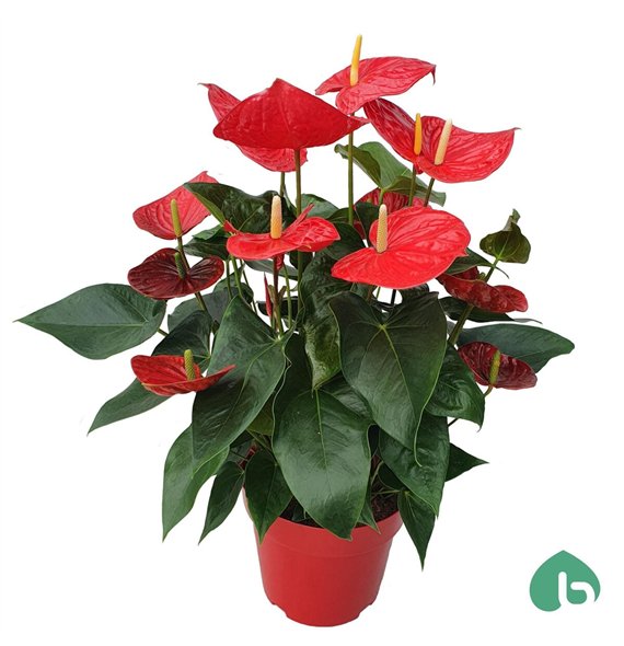 Anthurium andr  oklahoma Red Big Flowers Oklahoma 8 fl 85cm 24cm Q432