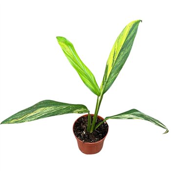 Plants Amplissimum Aurea Variegata 1 pp 25cm 10.5cm Q5053