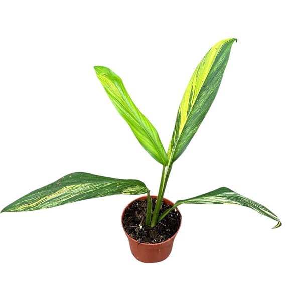 Plants Amplissimum Aurea Variegata 1 pp 25cm 10.5cm Q5053