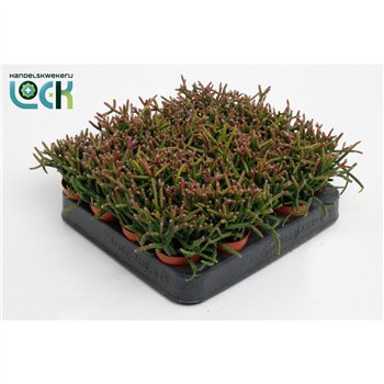 Rhipsalis burchellii 10cm 5.5cm Q961