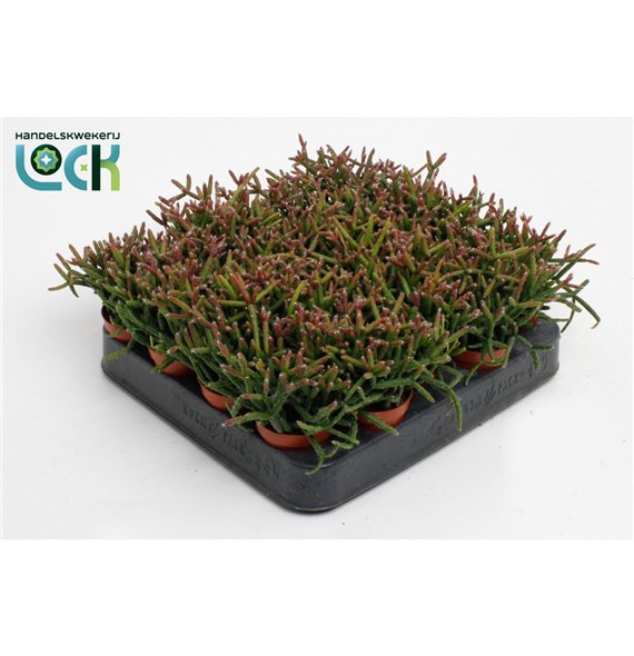 Rhipsalis burchellii 10cm 5.5cm Q961