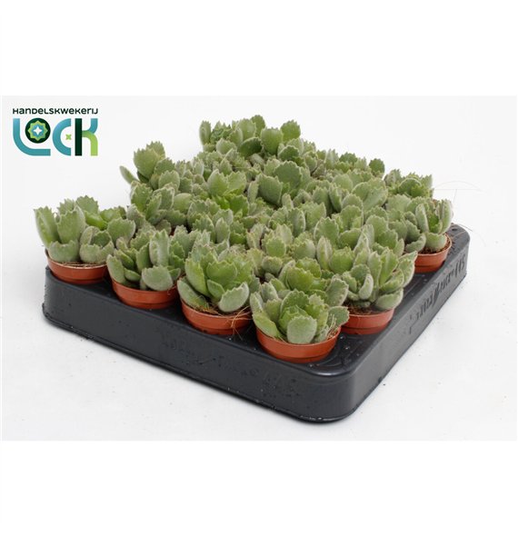 Cotyledon ladysmithiensis 10cm 5.5cm Q1020