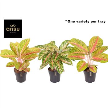 Aglaonema Pink Surprise Tray 1 pp 50cm 19cm Q146