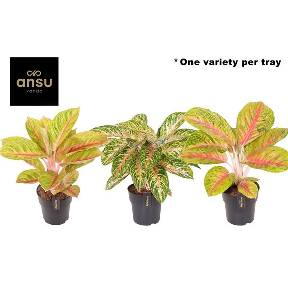 Aglaonema Pink Surprise Tray 1 pp 50cm 19cm Q146