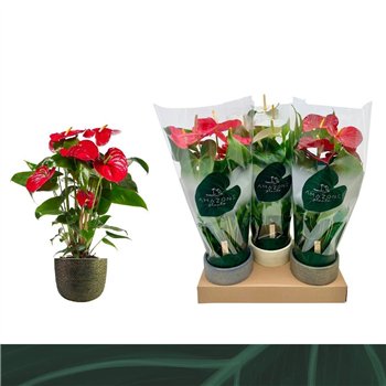 Anthurium andr  mix 3 colours - Luxe keramiek6 fl 70cm 17cm Q442