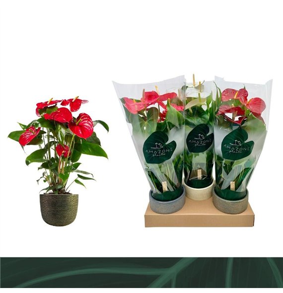 Anthurium andr  mix 3 colours - Luxe keramiek6 fl 70cm 17cm Q442