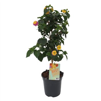 Lantana camara roze 75cm 19cm Q1193