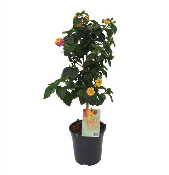 Lantana camara roze 75cm 19cm Q1193