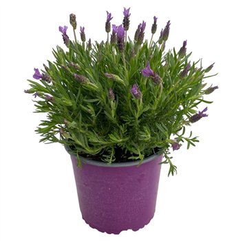 Lavandula stoechas 45cm 18cm Q2105