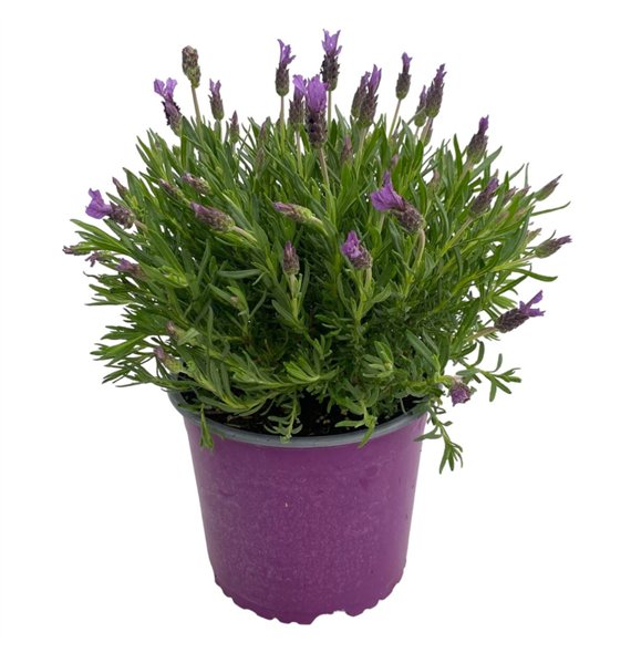 Lavandula stoechas 45cm 18cm Q2105