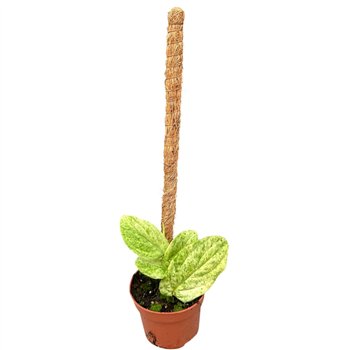 Plants Rhaphidophora korthalsii marble aurea 1 pp 15cm 10.5cm Q5054