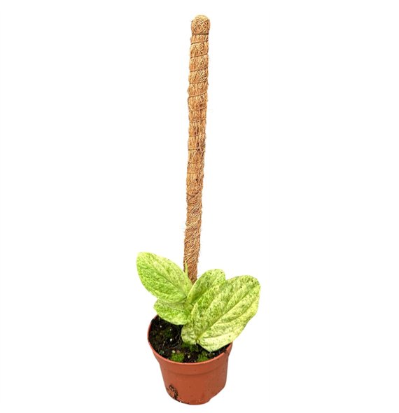 Plants Rhaphidophora korthalsii marble aurea 1 pp 15cm 10.5cm Q5054