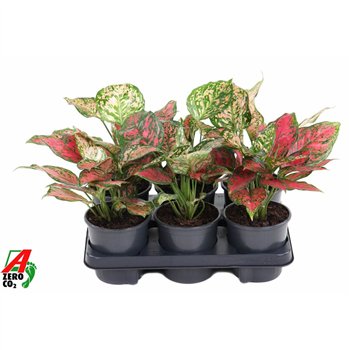 Aglaonema Red Valentine2 pp 30cm 13cm Q156