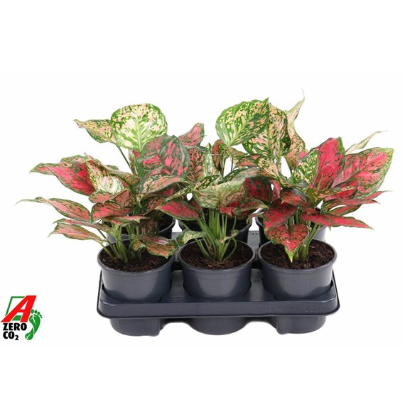 Aglaonema Red Valentine2 pp 30cm 13cm Q156