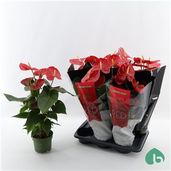 Anthurium andr  oklahoma Royal Red Big Flowers Oklahoma 6 fl 60cm 17cm Q390