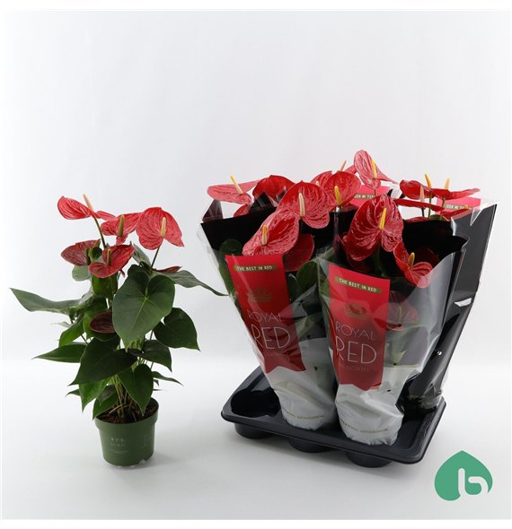 Anthurium andr  oklahoma Royal Red Big Flowers Oklahoma 6 fl 60cm 17cm Q390