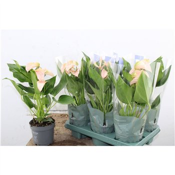 Anthurium andr  joli peach Anthu An Joli Peach 5+ 43cm 12cm Q477
