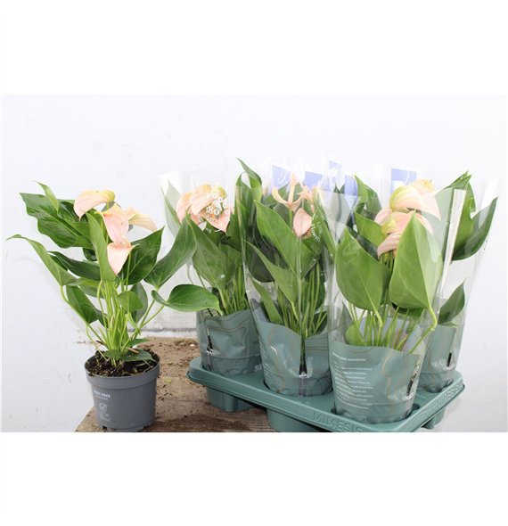 Anthurium andr  joli peach Anthu An Joli Peach 5+ 43cm 12cm Q477