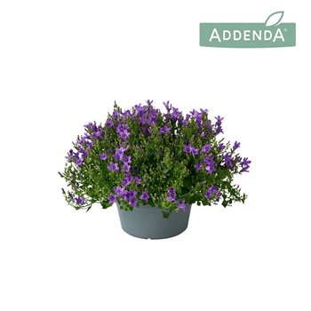 Campanula port  addenda Ambella Intens Purple bowl 20 cm 750 fl 1 pp 35cm 20cm Q1219
