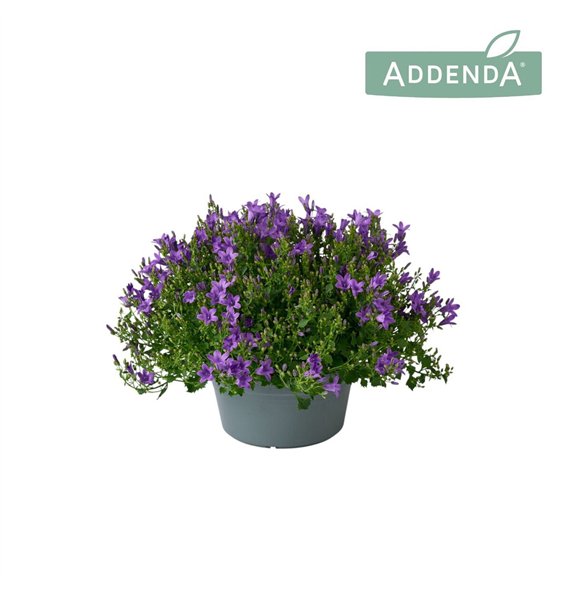 Campanula port  addenda Ambella Intens Purple bowl 20 cm 750 fl 1 pp 35cm 20cm Q1219