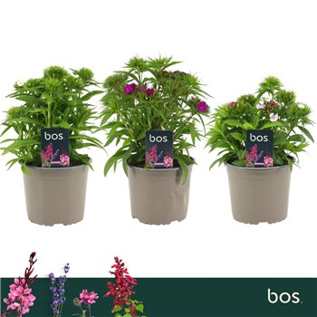 Dianthus barbarini mix barbatus Barbatus  Dart Mix 1 pp 30cm 17cm Q1520