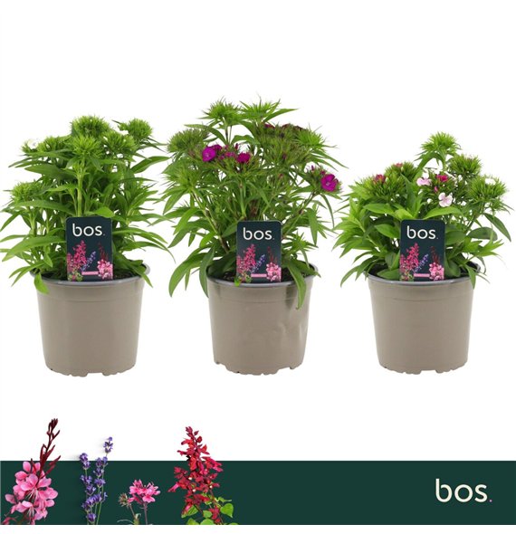Dianthus barbarini mix barbatus Barbatus  Dart Mix 1 pp 30cm 17cm Q1520