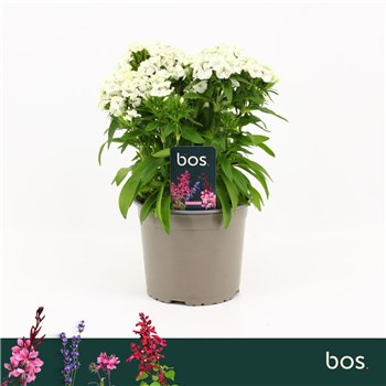 Barbatus Dart White Dianthus  1 pp 30cm 17cm Q1536