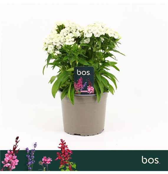 Barbatus Dart White Dianthus  1 pp 30cm 17cm Q1536