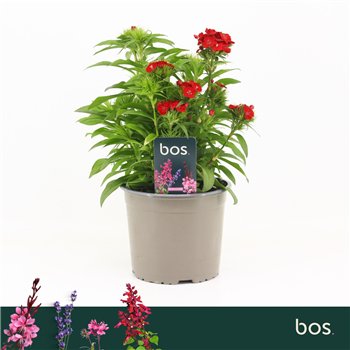 Barbatus Dart Scarlet Dianthus  1 pp 30cm 17cm Q1537