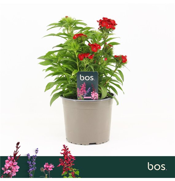 Barbatus Dart Scarlet Dianthus  1 pp 30cm 17cm Q1537