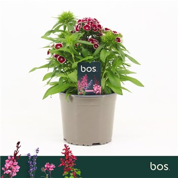 Barbatus Dart Red White Picotee Dianthus  1 pp 30cm 17cm Q1538