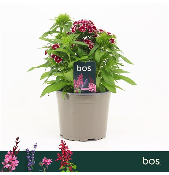Barbatus Dart Red White Picotee Dianthus  1 pp 30cm 17cm Q1538