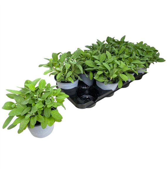 Salvia officinalis 25cm 14cm Q2110