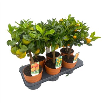 Citrus mixed in tray 45cm 15cm Q2122