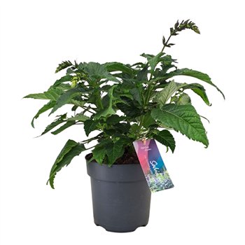 Salvia salgoon lake como Lake Como p17 (NL) 50cm 17cm Q2146