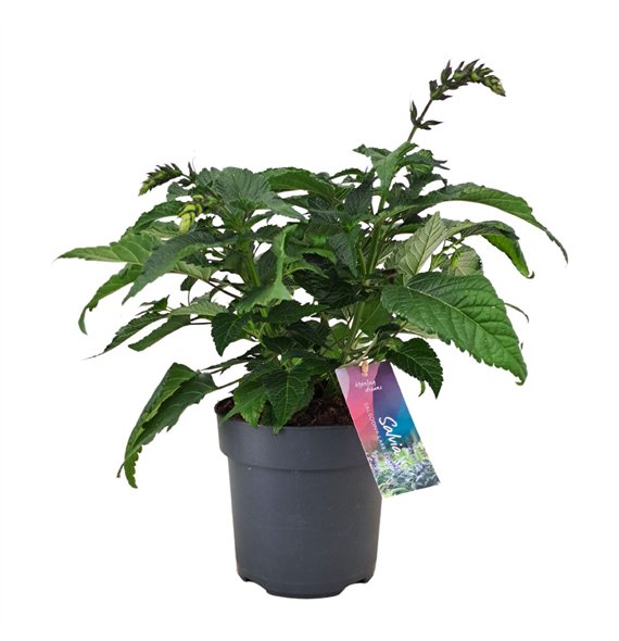 Salvia salgoon lake como Lake Como p17 (NL) 50cm 17cm Q2146