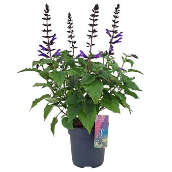 Salvia salgoon lake blueberry Lake Blueberry p17 (NL) 50cm 17cm Q2157